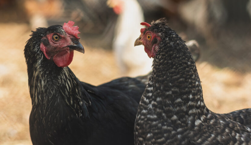 Grippe aviaire : renforcement des mesures de biosécurité