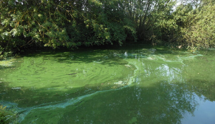Etang de Fromenteau : prolifération de cyanobactéries