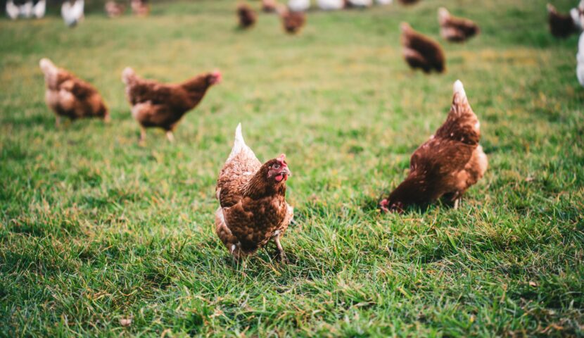 Grippe aviaire : de nouvelles précautions